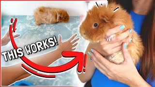 How to Pick up and Handle Guinea Pigs Correctly [upl. by Nnyliak]