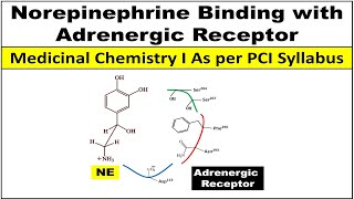 How Noradrenaline  Norepinephrine binds with adrenergic receptor [upl. by Lednahs]