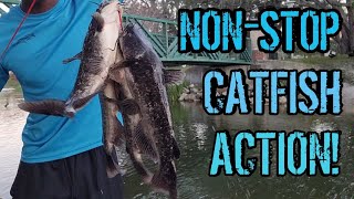 How to catch BROWN BULLHEAD CATFISH  Catch and Cook Catfish [upl. by Wehtta681]