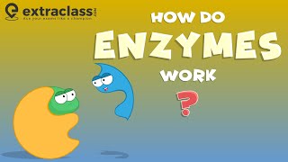 How do enzymes work  Biology  Extraclasscom [upl. by Giorgio]