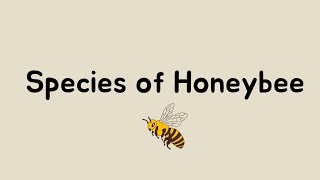 learn about Apiculture Different species of honey bee for beginners 🐝🍯 [upl. by Jenness824]