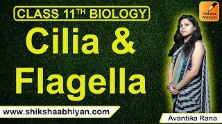 Cilia amp Flagella  Cell The Unit of Life  CBSE Class 11 Biology [upl. by Goddart]