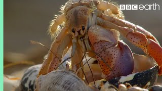 Crabs Trade Shells in the Strangest Way  BBC Earth [upl. by Norrej]