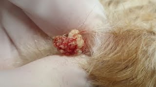 GROSS SEBACEOUS CYST on a dog [upl. by Mccormick]