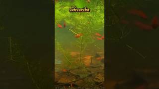 🤍Red platy ⚡🤍breeding fish trendingshorts guppie ckguppies platys subscribe 1000subscriber [upl. by Hsreh279]