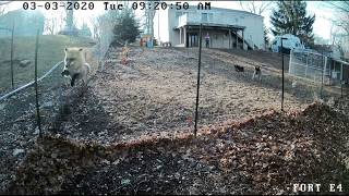 German Shepherds Chase Fox Away From Chicken Coop [upl. by Cardinal]