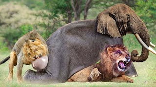 Lion vs Elephant Epic Battle of Strength and Survival [upl. by Wonacott798]