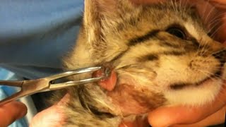 Humongous Botfly Maggot Removed from Kittens Head Part 37 [upl. by Gordie]