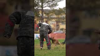 Belgian Malinois defense of handler [upl. by Nelleh773]