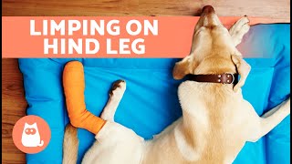 My DOG Is LIMPING on One Back Leg 🐾🐕 Causes and Treatment [upl. by Omoj]