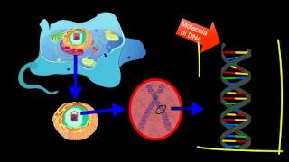 Il DNA  Scienze facili byAP [upl. by Oiramrej133]