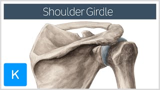 Shoulder Pectoral Girdle  Muscles and Movements  Human Anatomy  Kenhub [upl. by Ybba262]