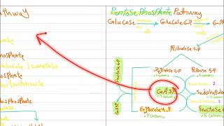 Pentose phosphate pathway Shikimic pathway Pt 2 [upl. by Enyawd594]