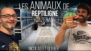 Les animaux de Reptiligne Gazeran  Visite  Anecdotes  Fou rire  Juillet 2017 [upl. by Yerak]