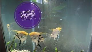 Angel Fish Breeding Tank Set Up [upl. by Eniaj]