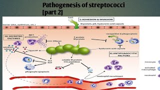 Pathogenesis of streptococci  part 2  levinson Microbiology [upl. by Tergram]