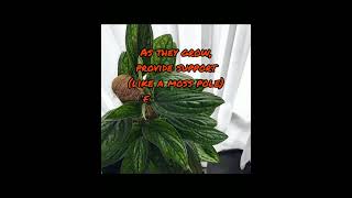 Monstera Peru Care tips [upl. by Imar852]