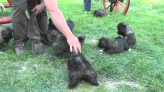 5 weeks old caucasian shepherd puppies Borisz x Donaya Ürögpásztora kennel [upl. by Ymirej444]