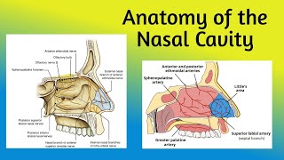 Anatomy of the nasal cavity  Boundaries Vestibule Nasal cavity proper [upl. by Bulley]