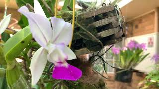 КАТТЛЕЯ ИЗ ОДНОЙ БУЛЬБЫ НАЦВЕЛО Angraecum Eburneum Cattleya Walkeriana [upl. by Osher]