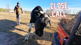 What Happens When A 2000 lb Steer Acts Playfully [upl. by Toffey]