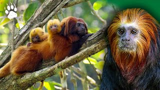 Le singe qui se prend pour un lion  Tamarin  Documentaire animalier  AMP [upl. by Otila497]