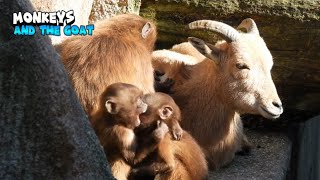 Majestic Moment Of Playful Monkeys With The Real Goat [upl. by Ttelracs]