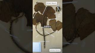 Smell extinct Flowers using Biotech  biotechnology cosmetics shortvideo shorts ytshorts [upl. by Tarttan]