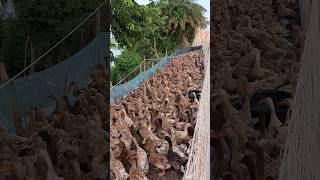 Two thousand duck farms duck farm shortvideo shorts [upl. by Raye]