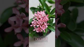 Beautiful Ixora Flower Plant Repotting plantshorts plants flowers [upl. by Howard497]