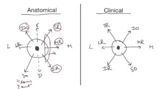 Extraocular Muscles  Everything You Need To Know [upl. by Nilkcaj]