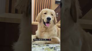 Durso ki patake se door rahe😂❤️‍🩹 trending goldenretriever dogcomedy funny dogentertainment [upl. by Bate]