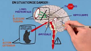 2 Les traumas et leurs conséquences sur le cerveau [upl. by Nitsirt]