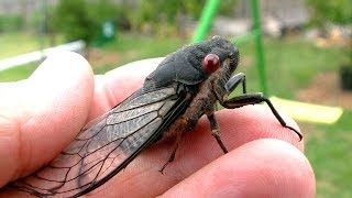 Cicada Saved From Bird Attack [upl. by Onid]