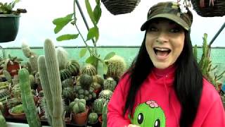 Our Echinocactus  Barrel Cactus Complete Collection Tour [upl. by Korff]