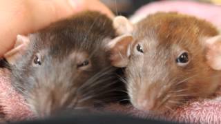 My Rats Bruxing and Boggling [upl. by Obola]