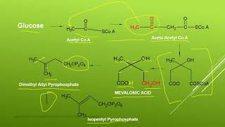 Acetate Mevalonate Pathway [upl. by Eslud]