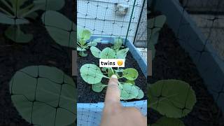 Cabbage growing twins 🤔 short youtubeshorts smallspacegarden [upl. by Laroy]