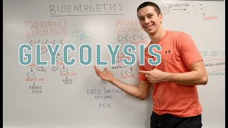 Glycolysis Explained Aerobic vs Anaerobic Pyruvate Gluconeogenesis [upl. by Marjy]