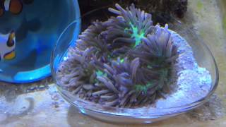 Purple Tip Sebae Anemone With Green Oral Disc Heteractis Crispa [upl. by Hanima]