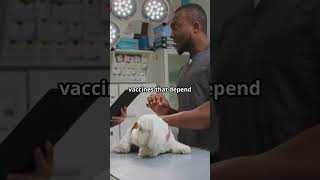 The Truth About Pet Vaccinations What You Need to Know 💉🐾  PetCentric TV [upl. by Penrod555]