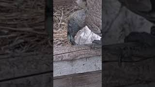 Tiny vulture nestlings get fed wildlife birds animals nature congrats shorts webcams [upl. by Ardnahs]