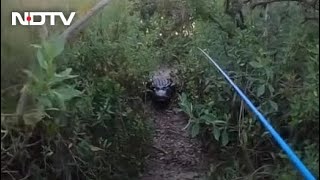 Watch Giant Alligator Chases Florida Man During Tarpon Fishing [upl. by Anivol]