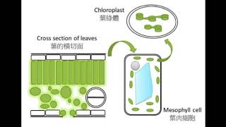 DSE Bio 葉和葉綠體 Leaves and chloroplasts光合呼吸魔法陣 4 [upl. by Buroker]