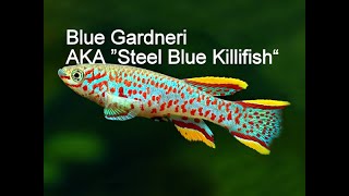 A Must Have In Your Aquarium Killifish Fundulopanchax Nigerianus Gardneri [upl. by Alake170]