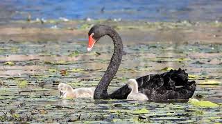 Black Swans with cygnettes at Buckleys Hole Birdhide Bribie Island [upl. by Medin380]