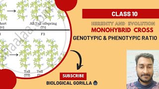 MONOHYBRID CROSSGENOTYPIC amp PHENOTYPIC RATIO knowledgeeasy explainedclass10boardexam 2024 [upl. by Lledner]