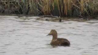 Eider Somateria mollissima Schelde Spiere 02012014 [upl. by Arno]