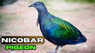 The Nicobar Pigeon The closest relative of the DODO bird🤯 [upl. by Yarak416]