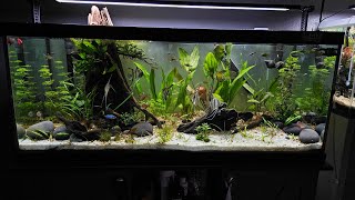 75 Gallon Angelfish Tank  Rio Nanay Angelfish Updated Tank [upl. by Javier276]